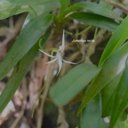 Jumellea recta Orchidaceae En démique Mascareignes 579.jpeg